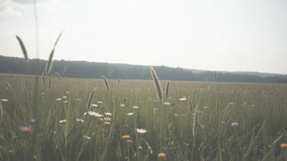 Jakie są trendy dotyczące sezonowych alergii w Polsce?