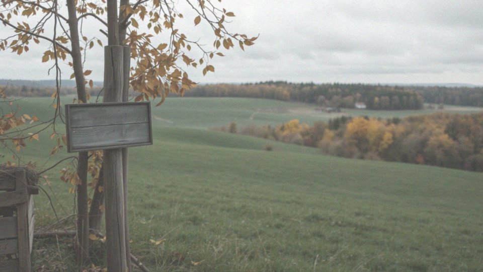 Jakie są warunki do umorzenia kary za wycinkę drzew?